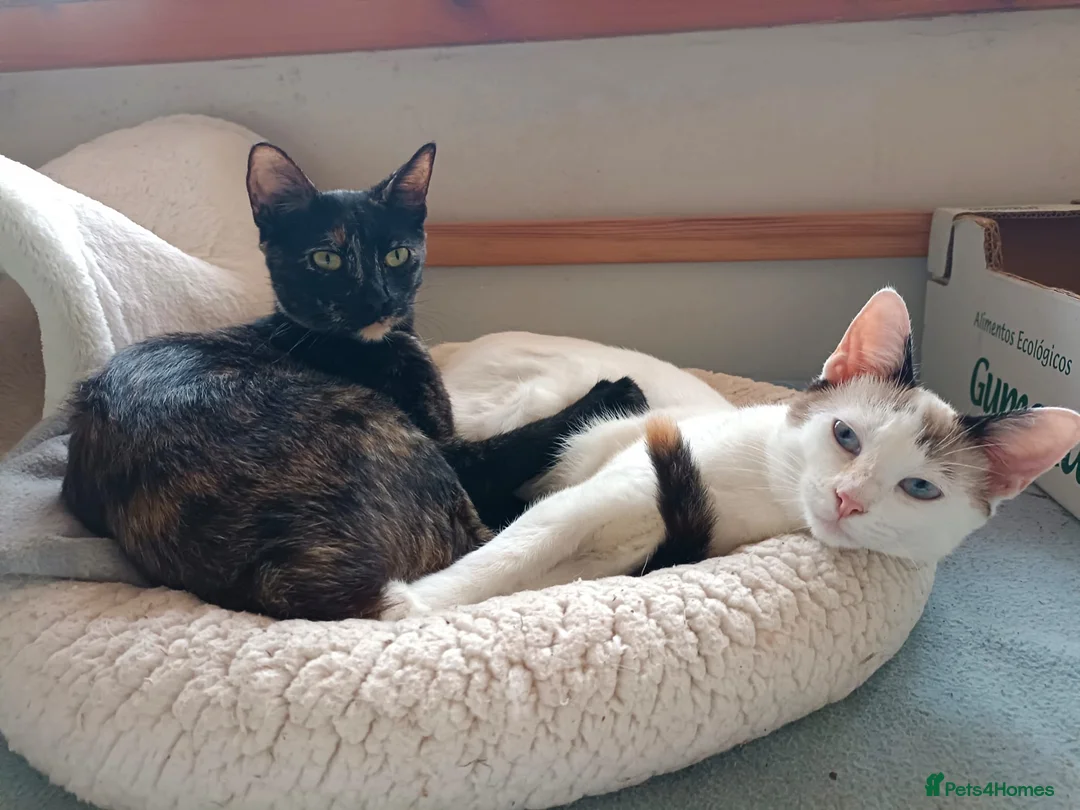 Siamese cats for adoption: RESERVED Siamese cross and Tortoiseshell sisters - Advert 18