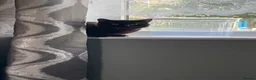 Mixed Breed cats for sale: Male cat  - Advert 2