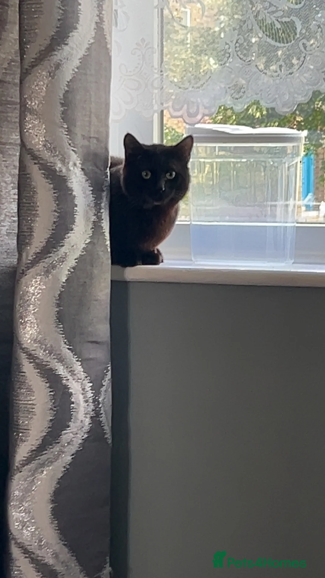Mixed Breed cats for sale: Male cat  - Advert 2