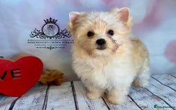 Yorkshire Terrier dogs for sale: ❤️Only 1 Girl left Golddust YT🥇Champion heritage! - Image 7