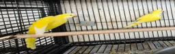 Parakeets birds for sale: Finches canarys doves parakeets parrots  - Advert 24