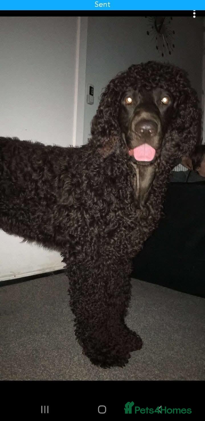 Irish Water Spaniel dogs Irish water spaniel for stud - Advert 1