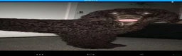 Irish Water Spaniel dogs for stud: Irish water spaniel for stud - Advert 1