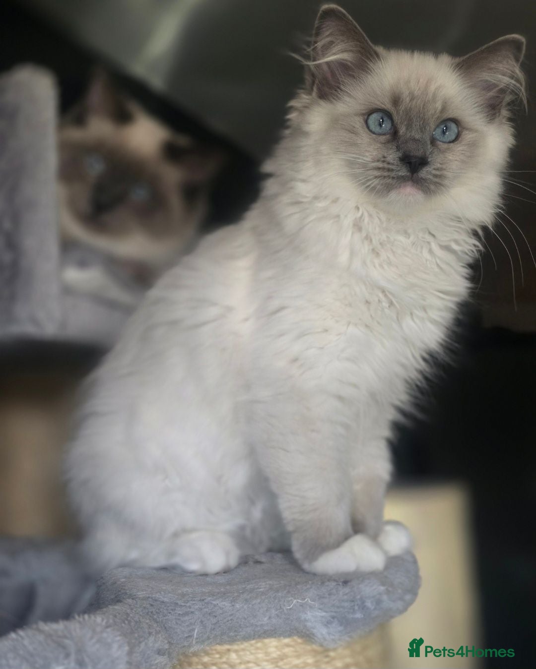 Ragdoll cats 🩷 Blue Mitted Ragdoll Girl - TICA Registered 🩷 - Advert 2