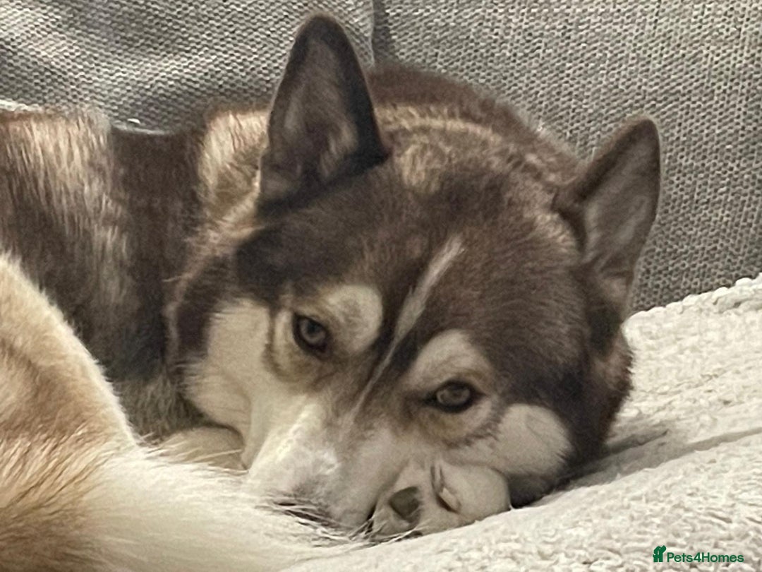 Siberian Husky dogs for sale: Siberian husky male (buck) - Image 14