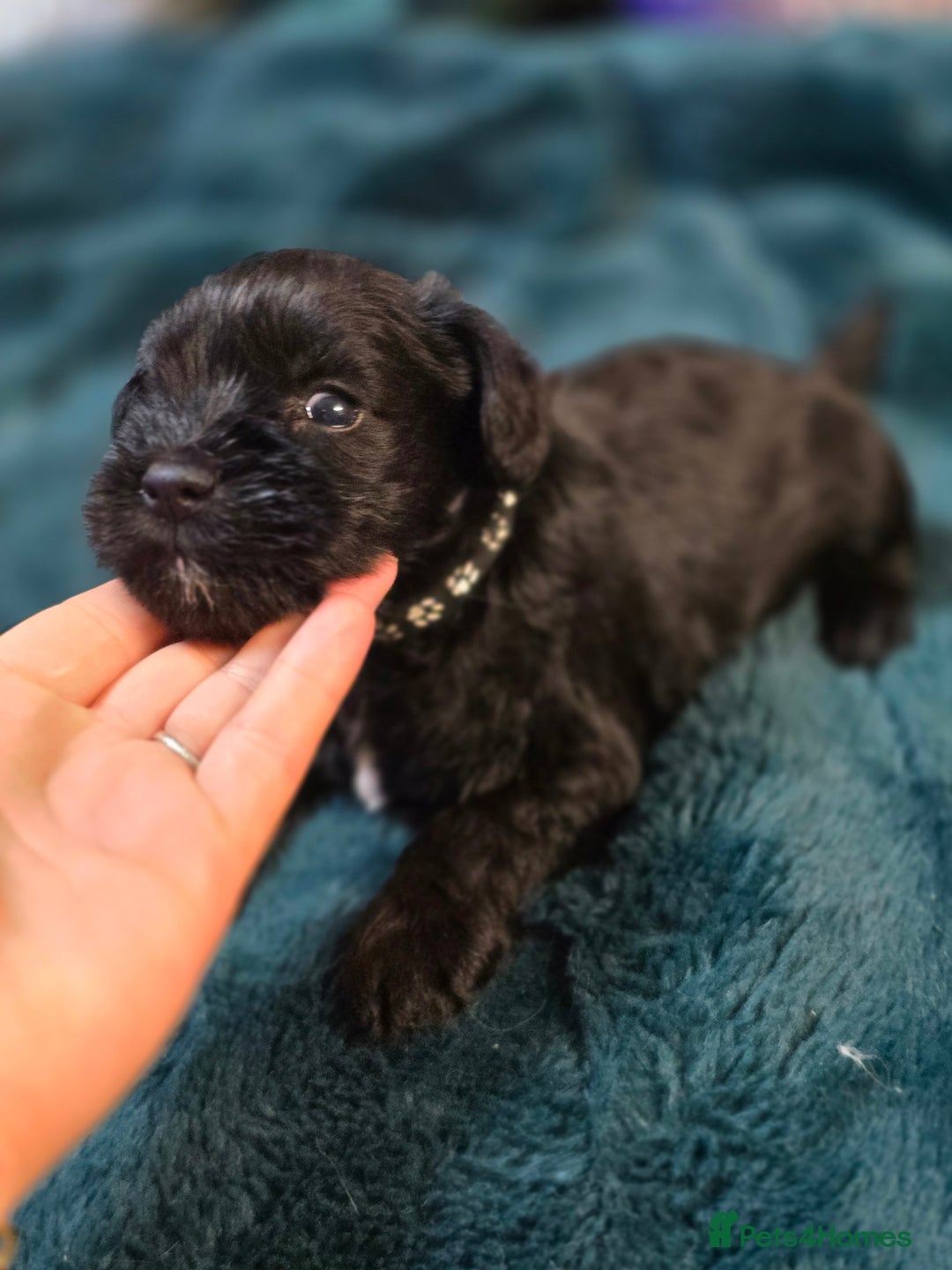Miniature Schnauzer dogs for sale: 3 puppys left -KC - Miniature Schnauzer Puppies - Image 19