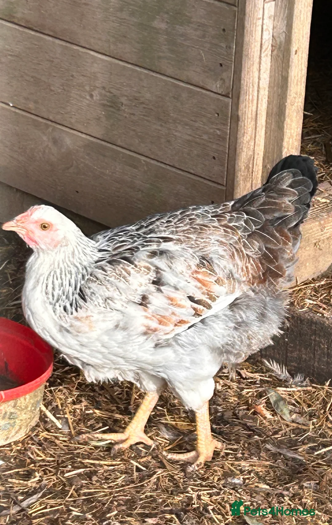 Chickens poultry for sale: Free due to moving .  - Advert 8