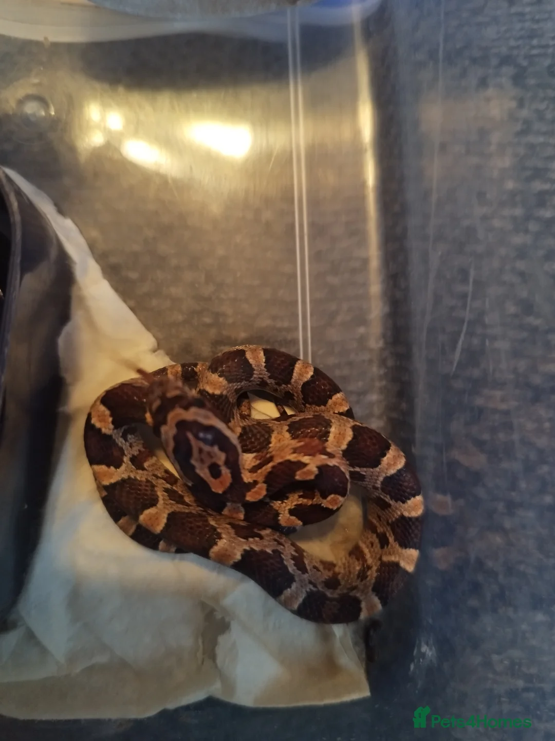 Corn Snake reptiles for sale: Cb 2025 cornsnake hatchlings  - Advert 11