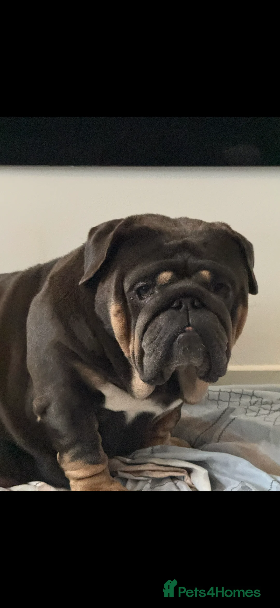 English Bulldog dogs for sale: Mrmatthew - Advert 1