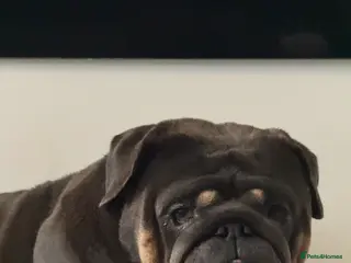 English Bulldog dogs Mrmatthew - Advert 3