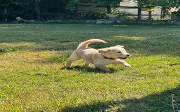Golden Retriever dogs for sale: ⭐️Fantastic⭐️KC Reg Puppy⭐️Healthy Golden Ret - Image 9