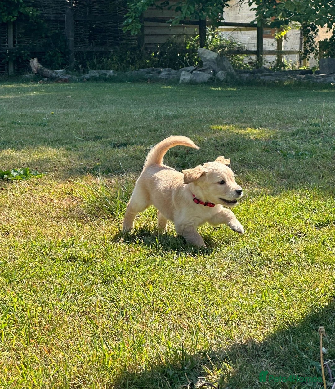 Golden Retriever dogs for sale: ⭐️Fantastic⭐️KC Reg Puppy⭐️Healthy Golden Ret - Image 9