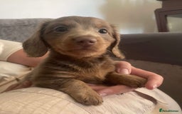 Miniature Dachshund dogs for sale: Mini longhaired Isabella/tan Dachshunds VACCINATED - Image 11