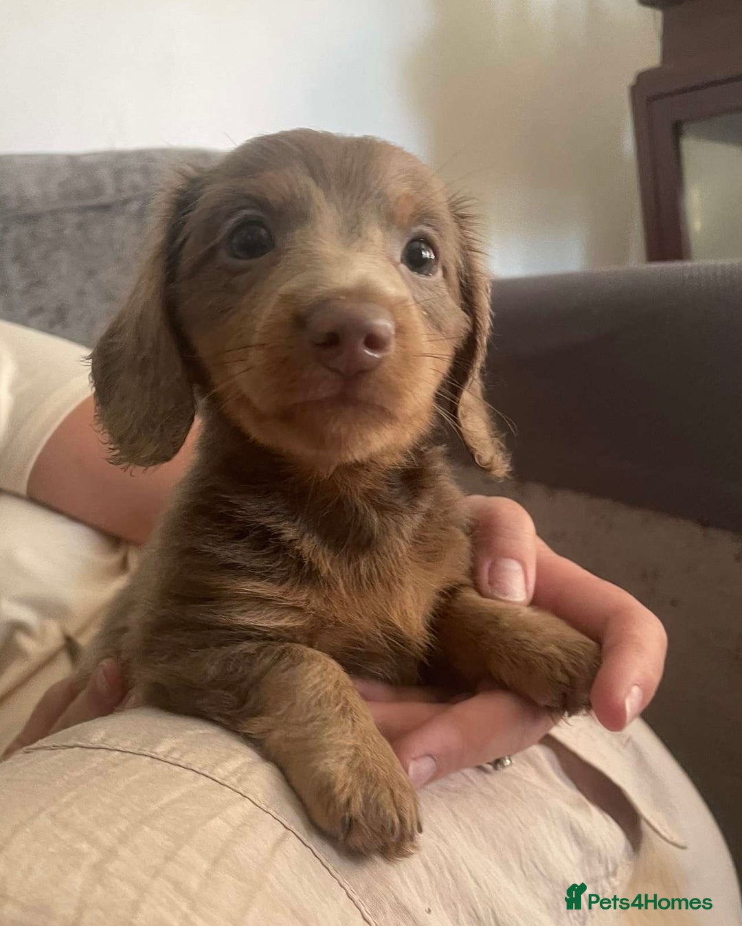 Miniature Dachshund dogs for sale: Mini longhaired Isabella/tan Dachshunds VACCINATED - Image 11