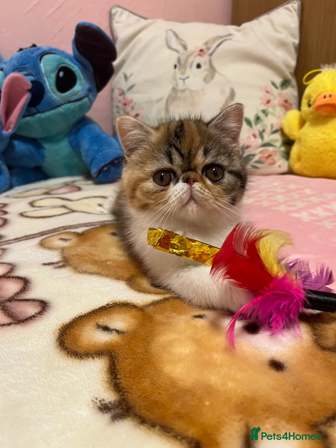 Exotic cats for sale: Exotic kittens  - Advert 32