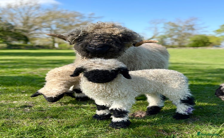 Sheep livestock - Advert 1