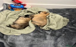 Pomeranian dogs for sale: READY 23RD December Pomeranian Puppy’s  - Advert 1