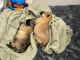 Pomeranian dogs READY 23RD December Pomeranian Puppy’s - Advert 15