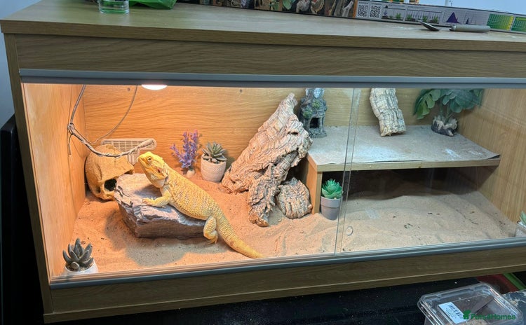 Bearded Dragon reptiles - Advert 1