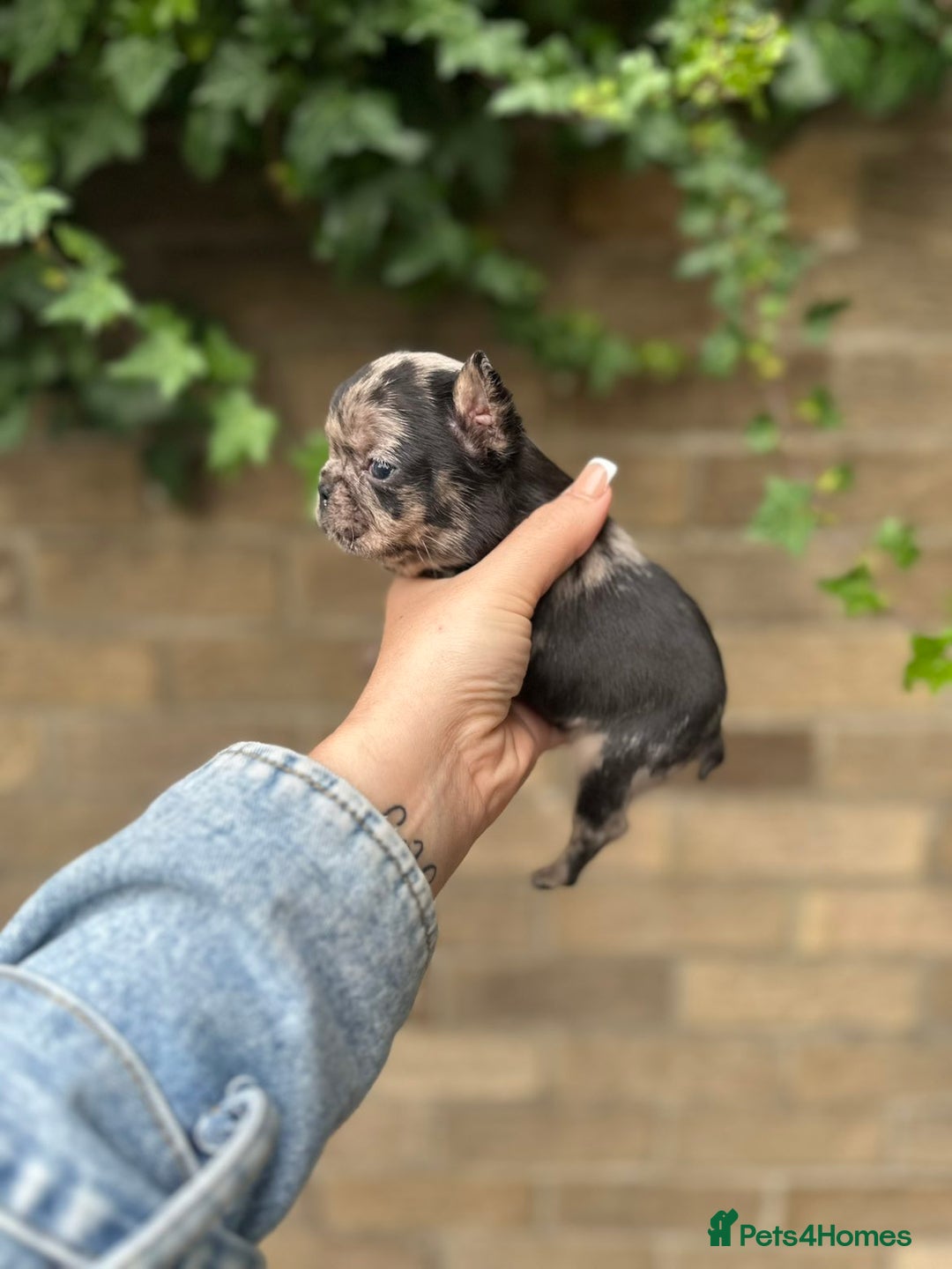 French Bulldog dogs for sale: 3 beautiful French bulldog puppies  - Image 17