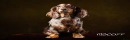 Miniature Dachshund dogs for sale: KC Chocolate & Tan Long Haired Miniature Dachshund - Advert 2