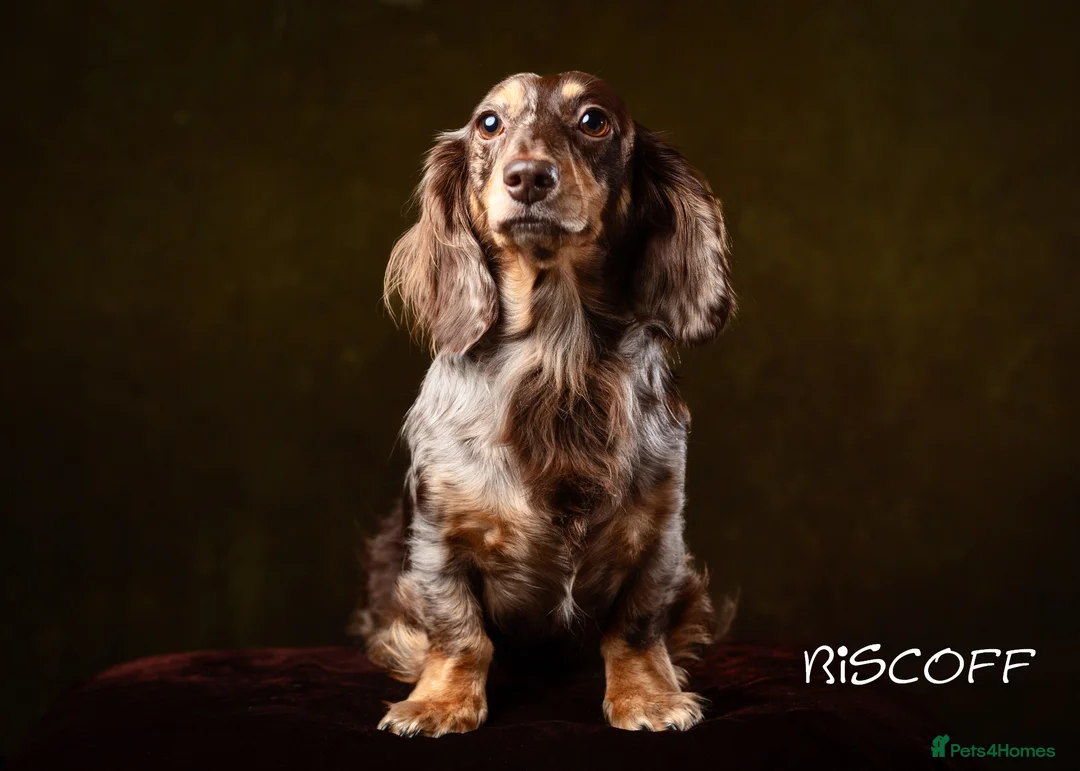 Miniature Dachshund dogs for sale: KC Chocolate & Tan Long Haired Miniature Dachshund - Advert 2