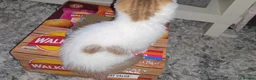 Munchkin cats for sale: Munchkin kittens - Advert 15