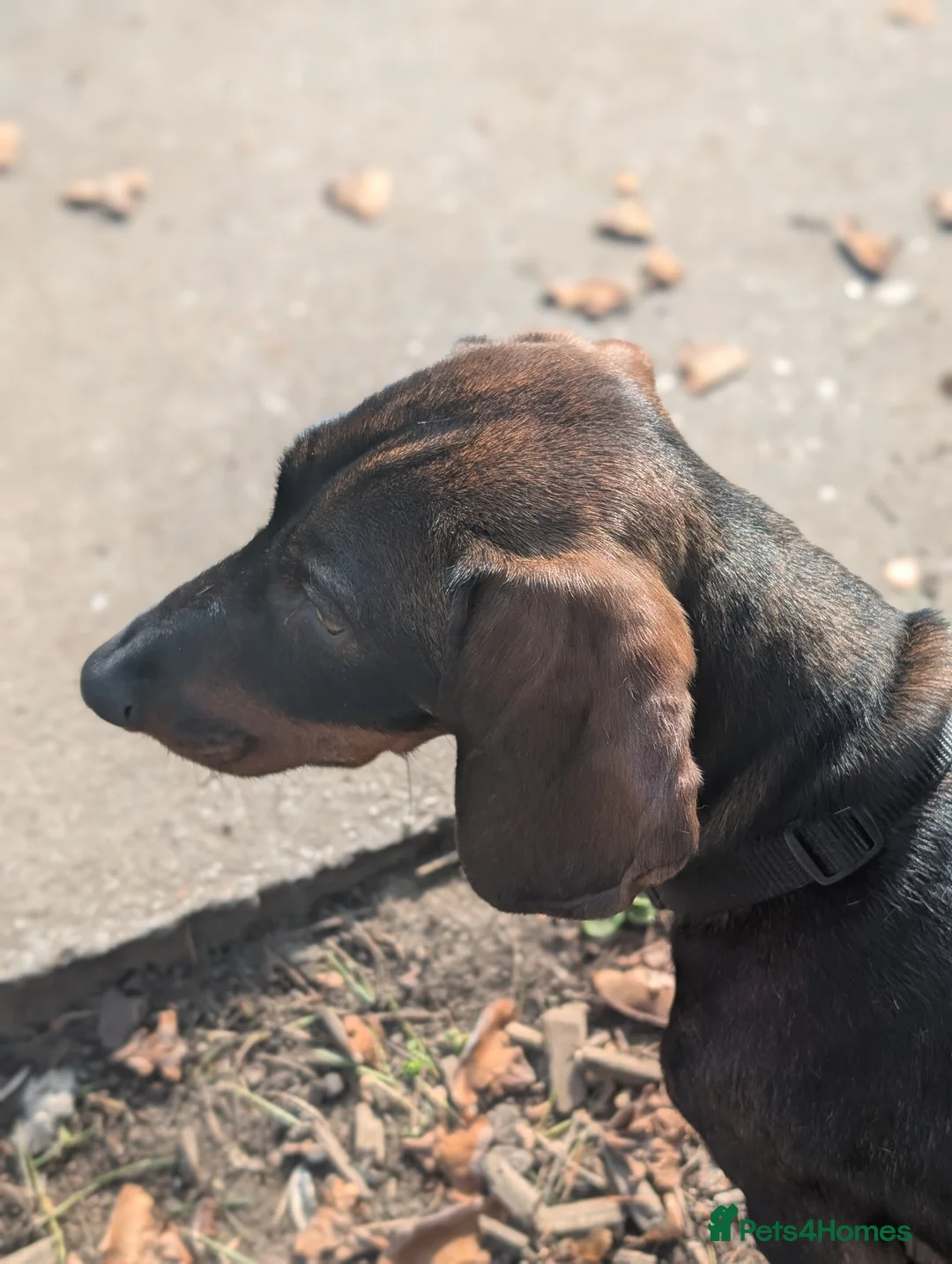 Dachshund dogs for sale: Miniature daschound  - Advert 5