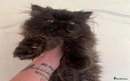 Persian cats for sale: Gorgeous Persians gccf registered pkd neg   - Image 2