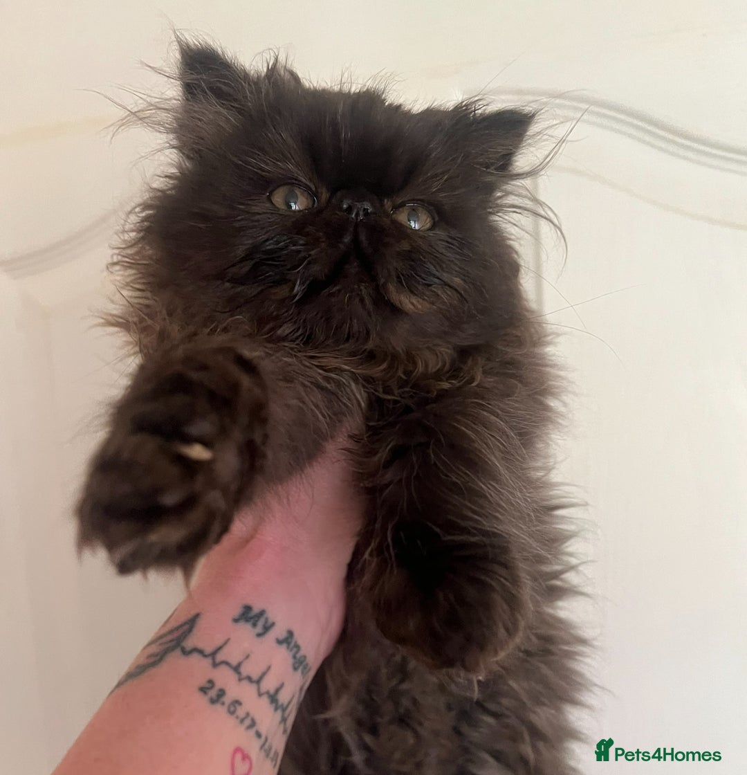Persian cats for sale: Gorgeous Persians gccf registered pkd neg   - Image 2