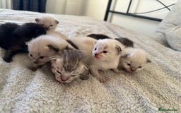 Ragdoll cats for sale: RAGDOLL X KITTENS  - Image 1