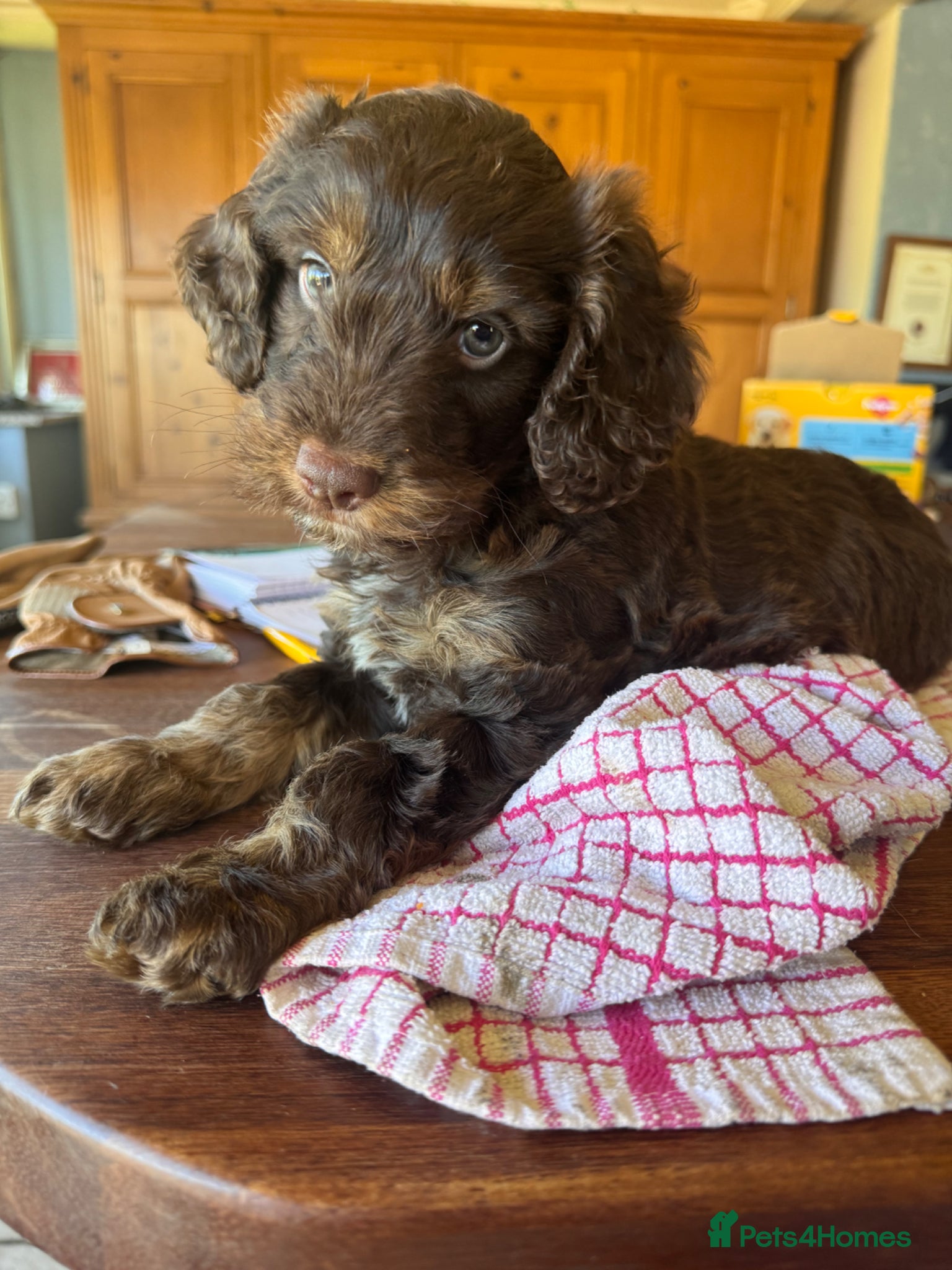 Cockapoo dogs Adorable F1 cockapoo boy - Advert 2