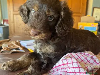 Cockapoo dogs Adorable F1 cockapoo boy - Advert 2