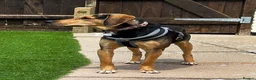 Mixed Breed dogs for adoption: Lottie –  10 months old, Mixed Breed Girl Pup - Advert 5