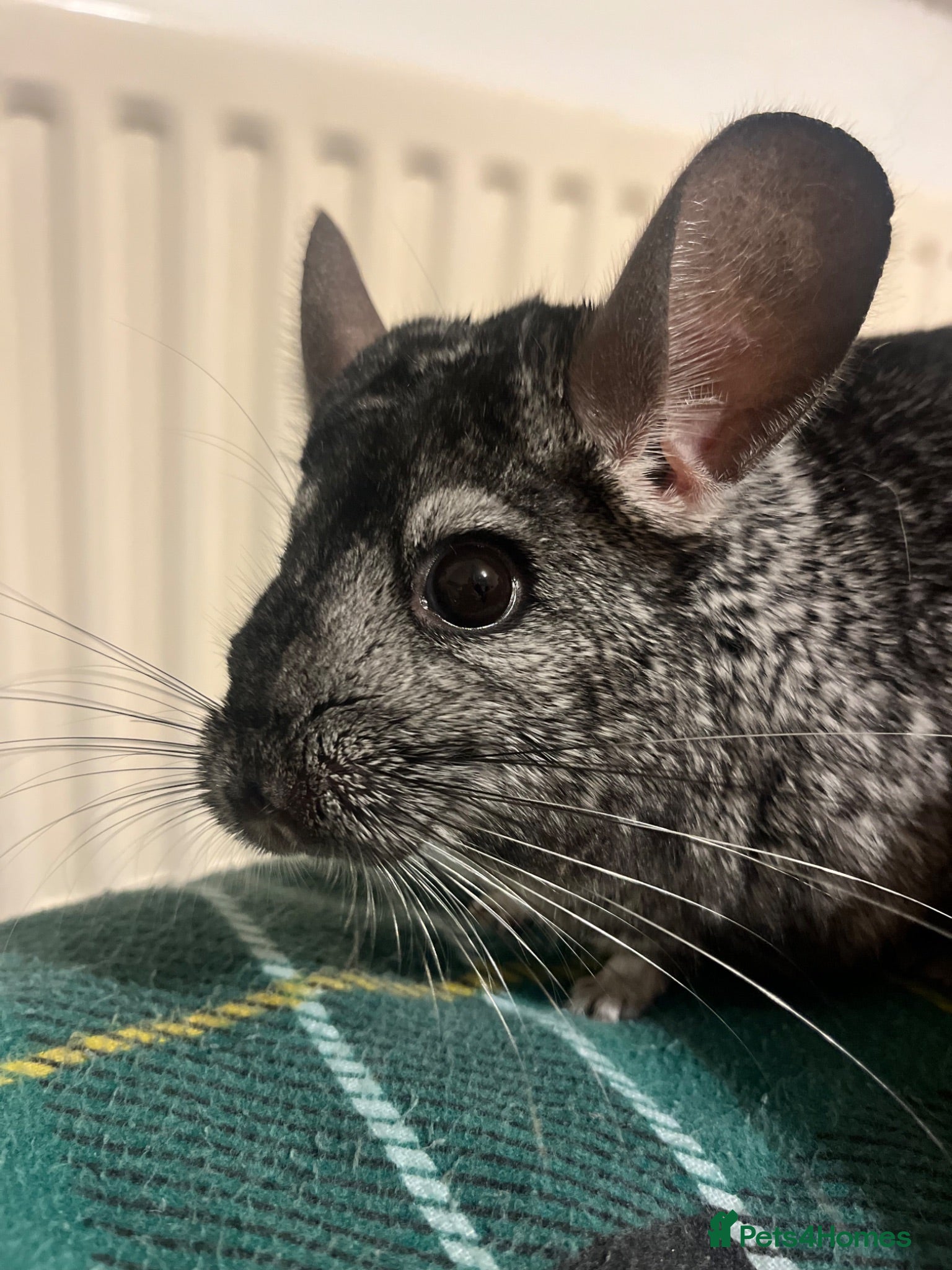 Chinchilla rodents Gentle grey male chinchilla (4yo) for sale. - Advert 2