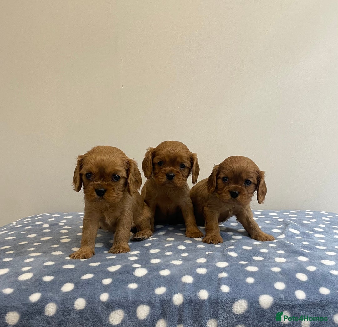 Cavalier King Charles Spaniel dogs for sale: Cavalier King Charles  - Image 18