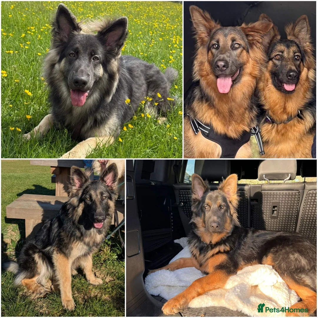 German Shepherd dogs for sale: KC health tested german shepherd puppies - Advert 4
