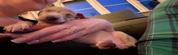 Italian Greyhound dogs for sale: Italian Greyhound pups  in Sutton-in-Ashfield - Advert 14