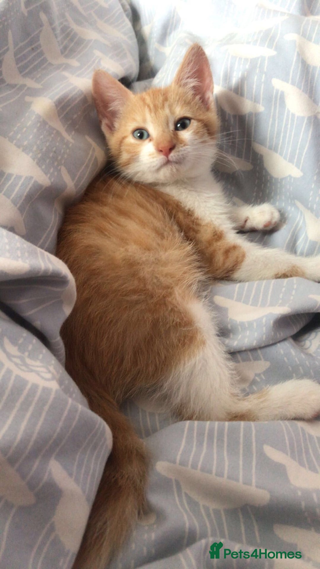 Mixed Breed cats for sale: Beautiful little boy - Image 1
