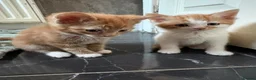 Aegean cats for sale: Aegean Kitten Female looking for forever home ❤️ - Advert 17