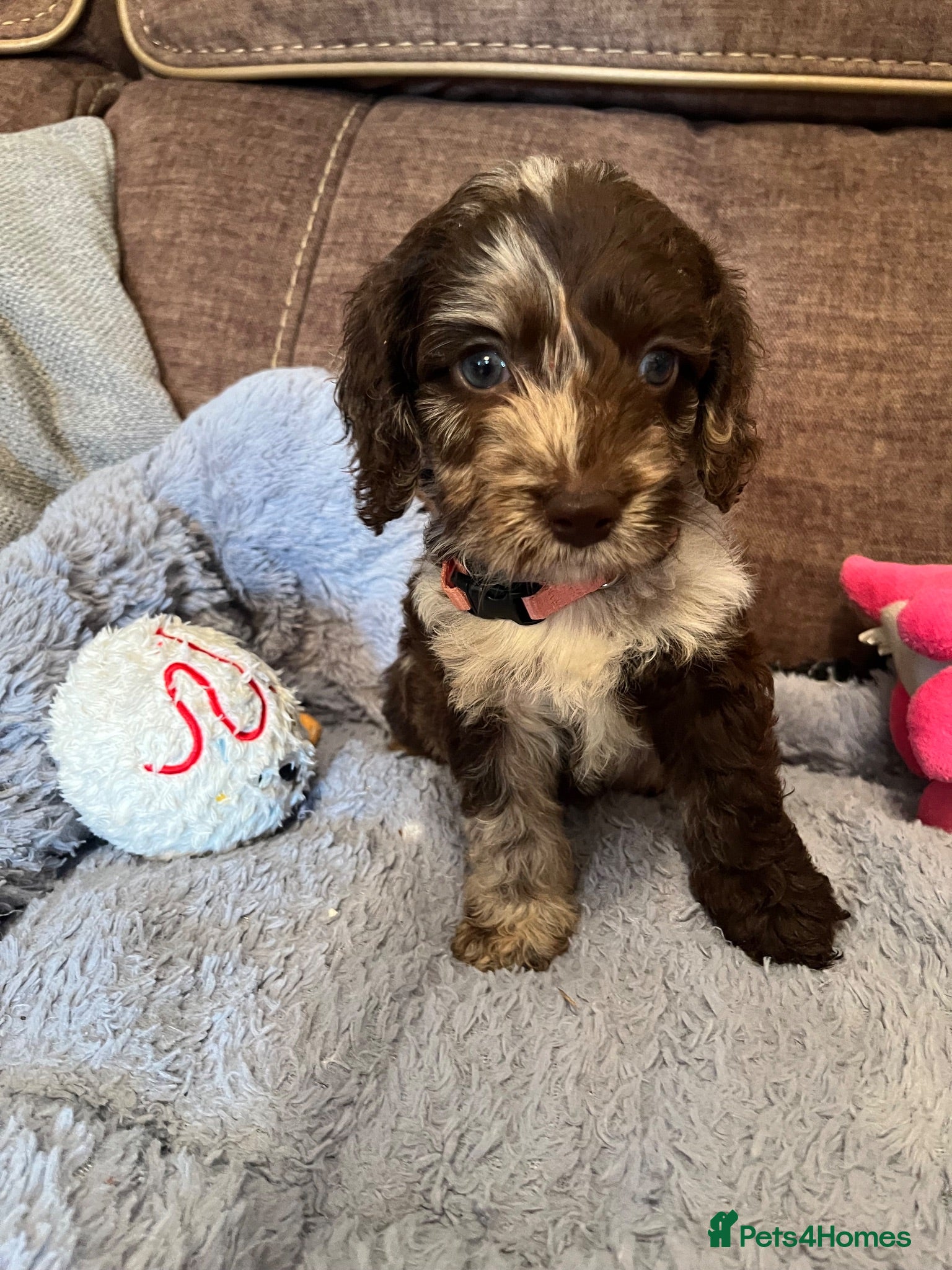 Cockapoo dogs 💙Beautiful,super friendly,Cockapoo F1 Puppies  - Advert 18