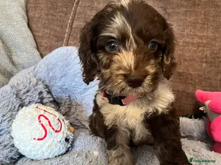 Cockapoo dogs 💙Beautiful,super friendly,Cockapoo F1 Puppies - Advert 18
