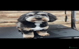 Toy Poodle dogs for stud: Tri Coloured Toy and Miniature studs in Northallerton - Image 17