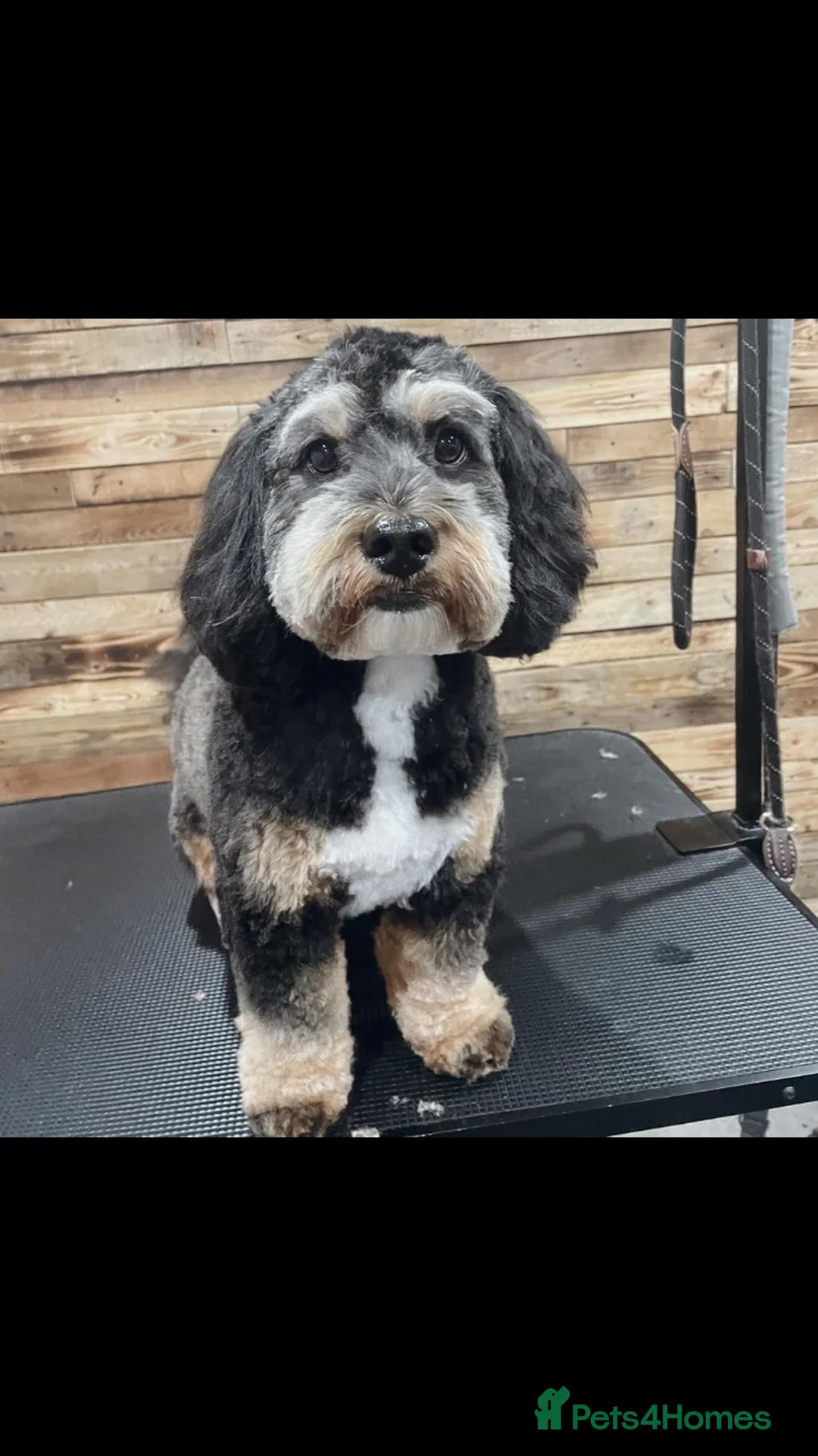 Toy Poodle dogs for stud: Tri Coloured Toy and Miniature studs in Northallerton - Advert 17