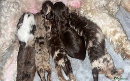 Cockapoo dogs for sale: Beautiful cockapoos looking for forever homes - Image 9