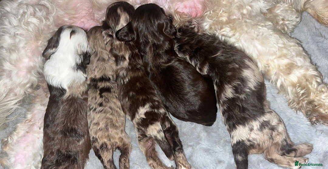 Cockapoo dogs for sale: Beautiful cockapoos looking for forever homes - Image 9