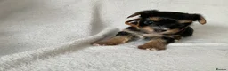 Yorkshire Terrier dogs for sale: Yorkshire terrier puppy in Edinburgh - Advert 3