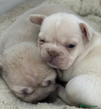 French Bulldog dogs French bulldog puppies - Advert 3