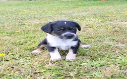 Mixed Breed dogs for sale: Spaniel Collie Cross Puppies  - Image 4