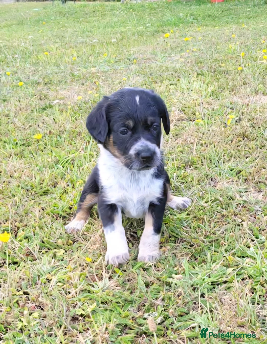Mixed Breed dogs for sale: Spaniel Collie Cross Puppies  - Image 4